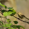 Budnicek zeleny - Phylloscopus trochiloides - Greenish Warbler 3399